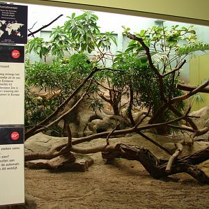 Komodo dragon exhibit