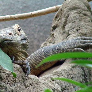Varanus komodoensis / Komodo dragon (male)