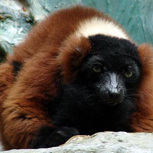Varecia rubra / Red ruffed lemur