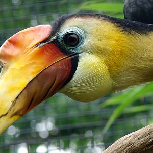 Aceros corrugatus / Sunda wrinkled hornbill (male)