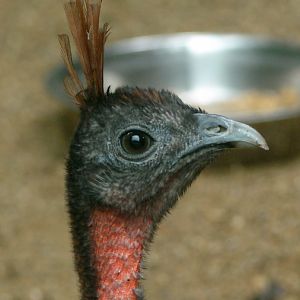 Afropavo congensis / Congo peacock (female)