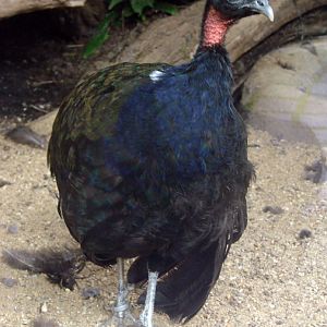 Afropavo congensis / Congo peacock (male)