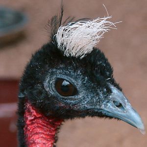 Afropavo congensis / Congo peacock (male)