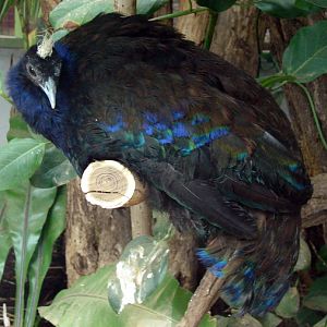 Afropavo congensis / Congo peacock (male)
