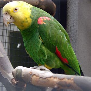 Amazona oratrix oratrix / Yellow-headed amazon