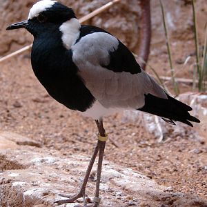 Anitibyx armatus / Blacksmith plover