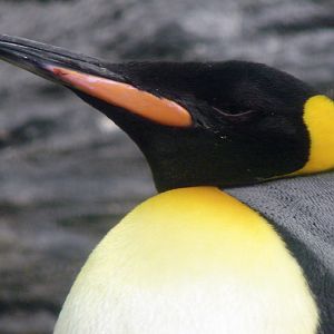 Aptenodytes patagonicus / King penguin