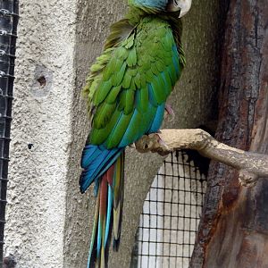 Ara couloni / Blue-headed macaw