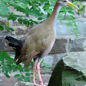 Aramides ypecaha / Giant wood rail
