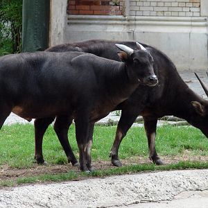 Bubalus depressicornis / Anoa (pair)
