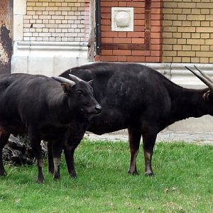 Bubalus depressicornis / Anoa (pair)