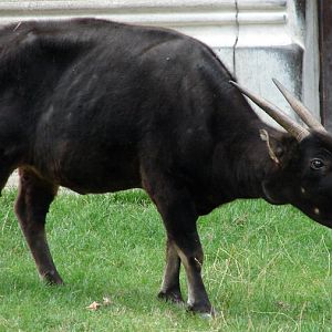 Bubalus depressicornis / Anoa (female)