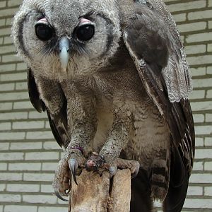 Bubo lacteus / Verreaux's eagle owl
