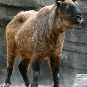 Budorcas taxicolor taxicolor / Mishmi takin (female)