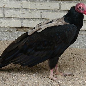 Cathartes aura / Turkey vulture