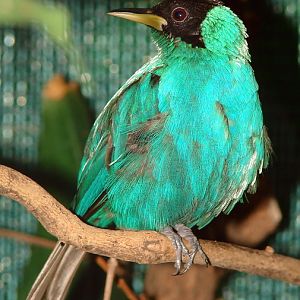 Chlorophanes spiza / Green honeycreeper (male)