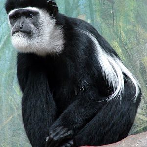 Colobus guereza / Eastern black-and-white colobus (male)