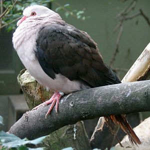 Columba mayeri / Mauritius pink pigeon