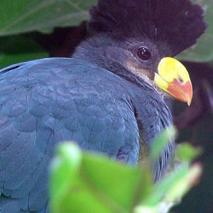 Corythaeola cristata / Great blue turaco