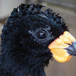 Crax blumenbachii / Red-billed curassow (male)