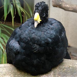 Crax rubra rubra / Great curassow (male)