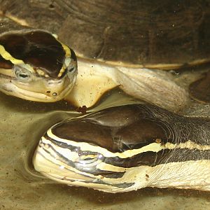 Cuora amboinensis / Southeast Asian box turtle (females)