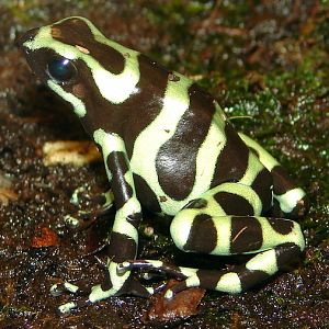 Dendrobates auratus / Green-and-black poison dart frog