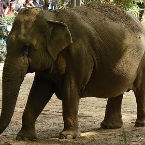 Elephas maximus / Asian Elephant (female Khaing Phyo Phyo)