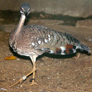 Eurypyga helias / Sunbittern