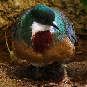 Gallicolumba criniger / Bartlett's dove