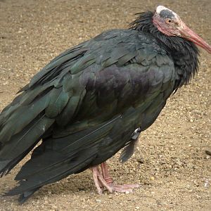 Geronticus eremita / Waldrapp ibis