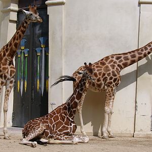 Giraffa camelopardalis hybrid ssp  / Giraffe (females Clea, Buna and Dana)