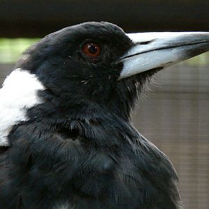 Gymnorhina tibicen hypoleuca / Australian magpie