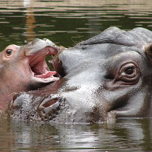 Hippopotamus amphibius / Hippopotamus (female Hermien with young male born