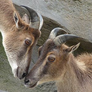 Hemitragus jemlahicus / Himalayan tahr (females)
