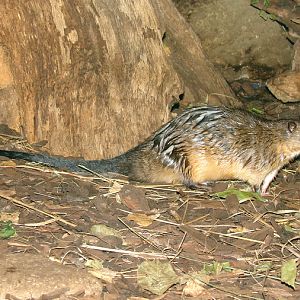 Hydromys chrysogaster / Beaver rat