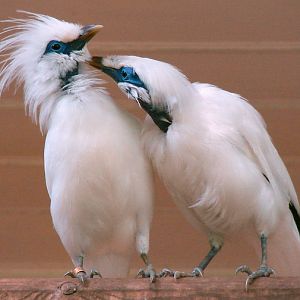 Leucopsar rothschildi / Bali mynah (pair)