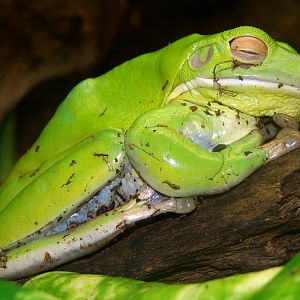 Litoria infrafrenata / New Guinea tree frog