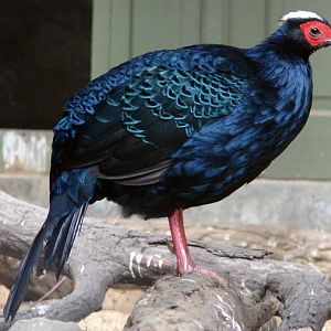 Lophura edwardsi  / Edward's pheasant