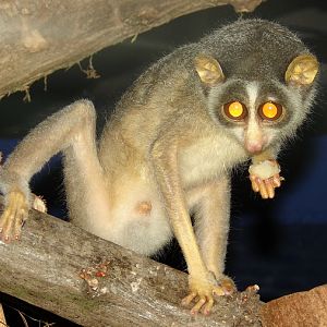 Loris lydekkerianus nordicus / Grey Slend Loris