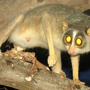 Loris lydekkerianus nordicus / Grey Slend Loris