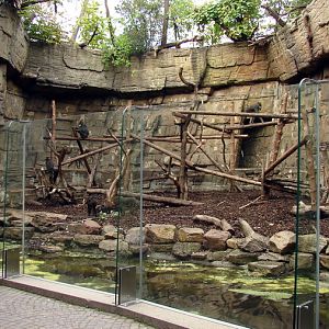 Mandrill exhibit
