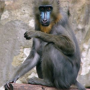 Mandrillus sphinx / Mandrill (female)