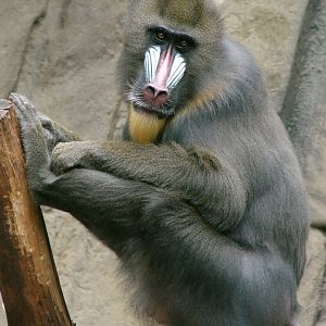 Mandrillus sphinx / Mandrill (male)