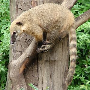 Nasua nasua / Brown-nosed coati (female)