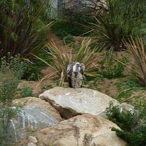 SDWAP Dec 2010 - Griffon Vulture