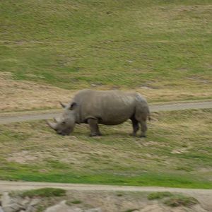 SDWAP Dec 2010 - Northern White Rhinoceros