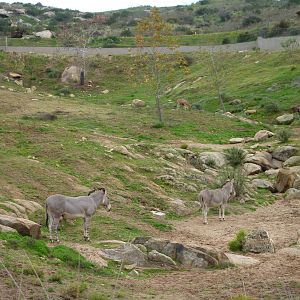 SDWAP Dec 2010 - Somalian Wild Ass