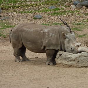 SDWAP Dec 2010 - Northern Rhinoceros