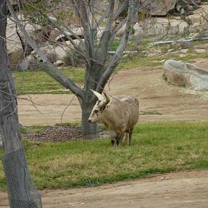 SDWAP Dec 2010 - Ankole Cattle